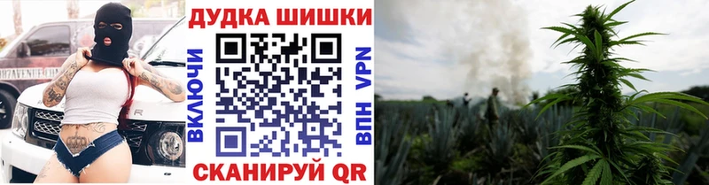 Шишки марихуана сатива  Инза 